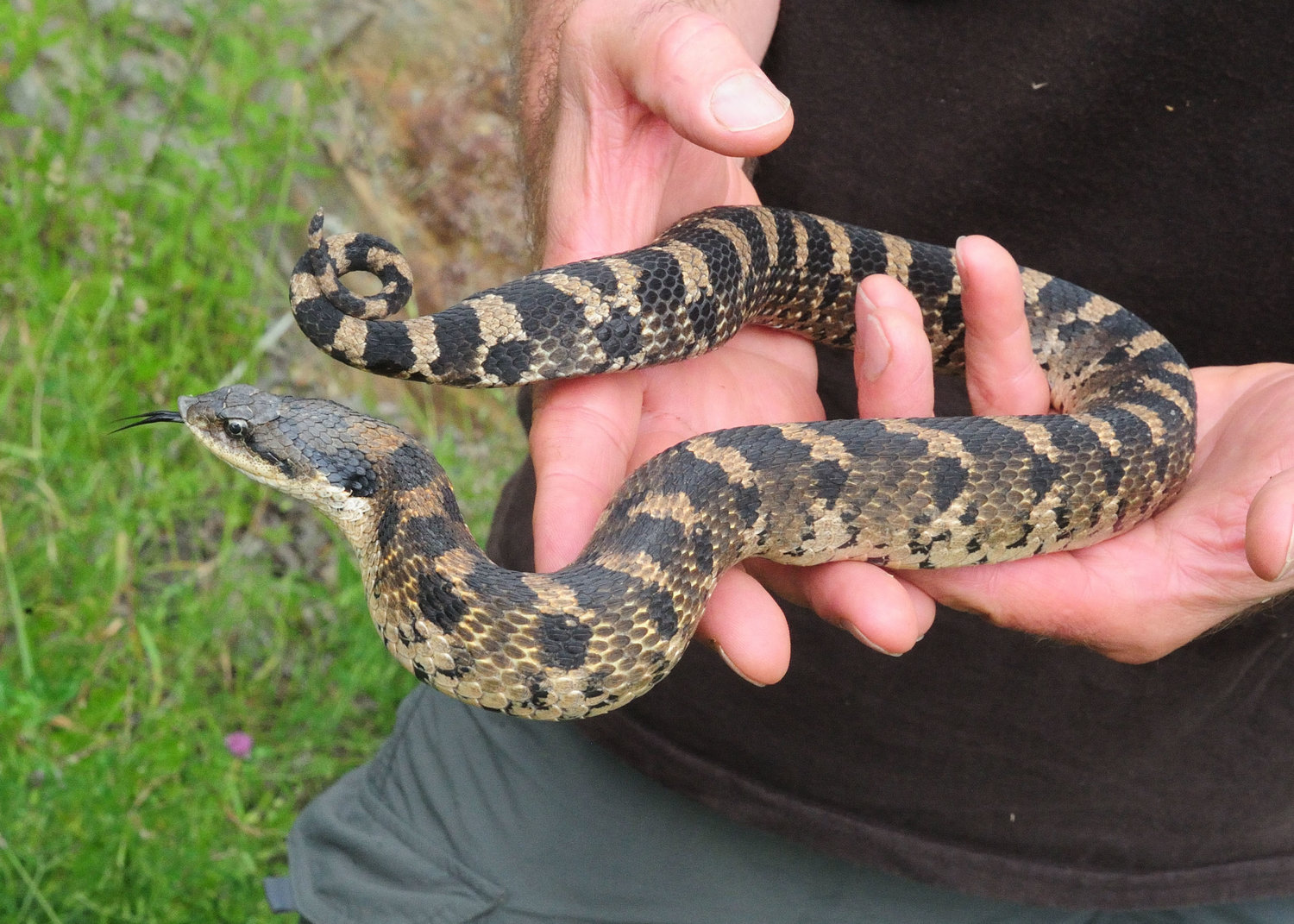 This is a smaller hog-nosed snake that has a lighter coloration; here, the marks are more easily seen. Rectangular back marks and smaller interlacing side marks can distinguish a hognose snake from other species. The upturned snout is used to dig into soil and leaf litter while finding toads and other prey.